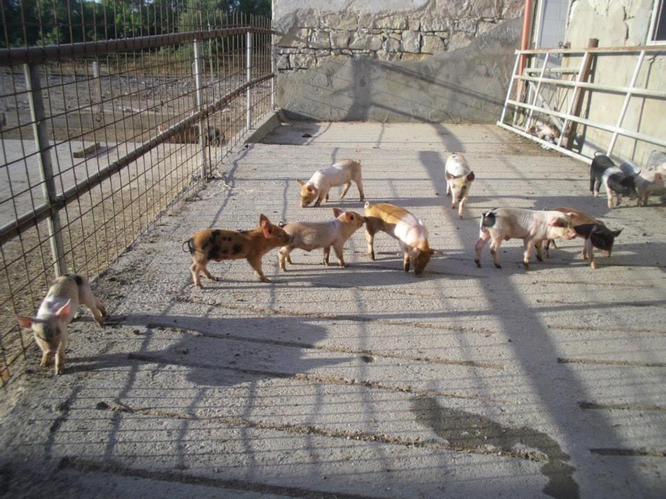 San Giovanni Suèrgiu Agriturismo Agrifoglio מראה חיצוני תמונה