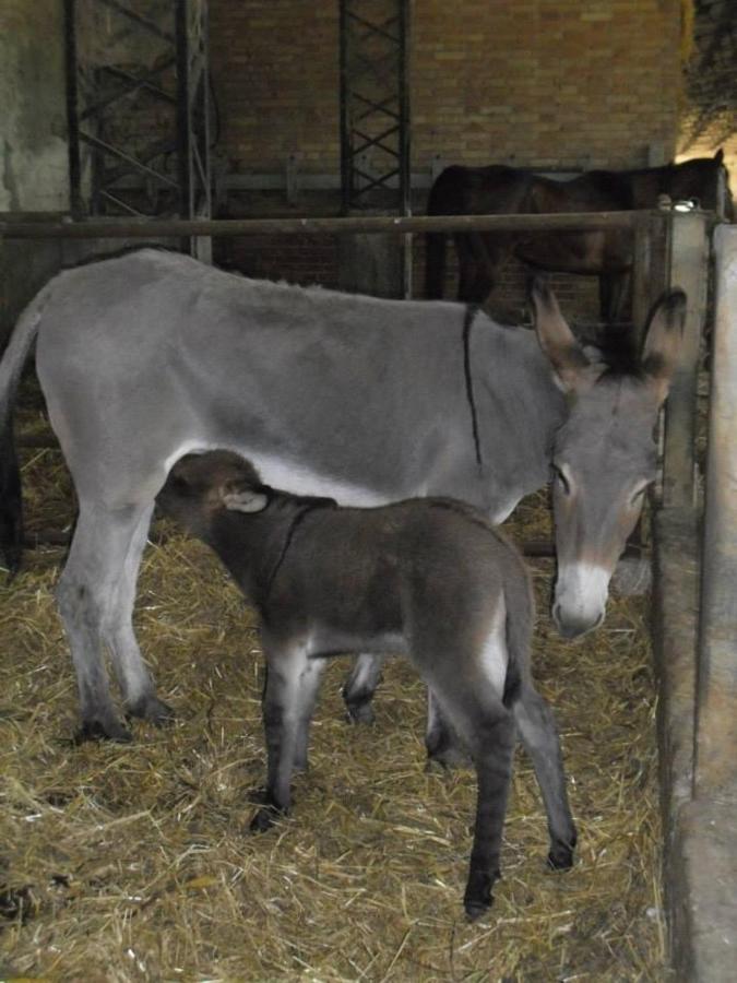 San Giovanni Suèrgiu Agriturismo Agrifoglio מראה חיצוני תמונה