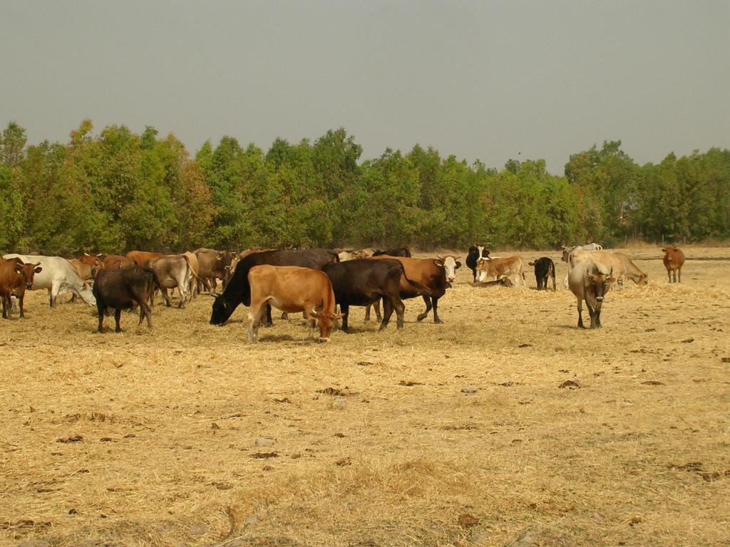 San Giovanni Suèrgiu Agriturismo Agrifoglio מראה חיצוני תמונה